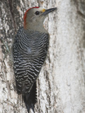 Golden-Fronted Woodpecker  Melanerpes Aurifrons Leei  on a Tree Trunk
