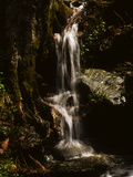 A Small Vernal Waterfall Cascading over Rocks