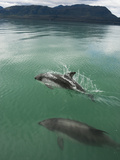 Peale's Dolphins Accompany a Yacht in Eyre Fjord