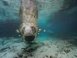 Small Fish Eating Algae Growing on a Florida Manatee
