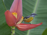 A Bananaquit Bird  Coereba Flaveola  Perched on a Banana Flower