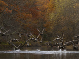 Canada Geese Take Flight  Branta Canadensis  from the Assabet River