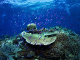 Anthias Dart Out to Feed on Particles in the Water