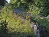 Stone Walls Built by Itinerant Irish Masons Line Maple Grove Road