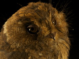 A Mountain Owlet Nightjar from New Guinea's Foja Mountains