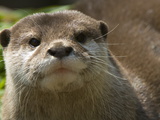 Asian Small Clawed Otter  Aonyx Cinerea  on Alert