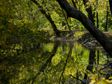 Trees Reflected in the Water of the C and O Canal Near Dickerson