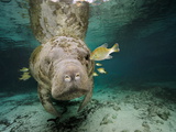 Small Fish Eating Algae Growing on a Florida Manatee