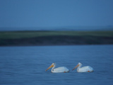 A Breeding Pair of American White Pelicans on Medicine Lake