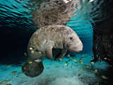 Florida Manatee in a Fresh Water Spring Fish Eat Algae on it's Body