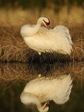 A Whooping Crane Male Preening in Breeding Grounds