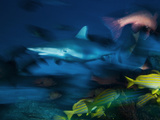 A Gray Reef Shark  Carcharhinus Amblyrhynchois  Hunting