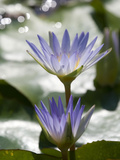 Tropical Water Lilies  Nymphaea Species  Growing in a Thermal Pond