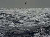 Silhouetted Cape Petrel  Daption Capense  Flying Low Above Waves