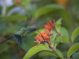 A Cozumel Emerald Hummingbird  Chlorostilbon Forficatus  Eating