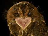 A Feline Owlet Nightjar from New Guinea's Foja Mountains