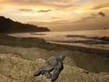 A Leatherback Turtle Hatchling Crawls Toward the Sea