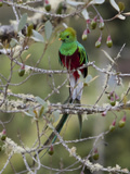 Resplendent Quetzal  Pharomachrus Mocinno  in a Tree
