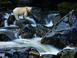 A Kermode Bear  a Black Bear Born with White Fur  Perches on a Rock