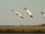Whooping Crane Family Landing in Wintering Grounds