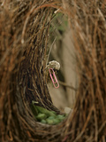 A Great Bowerbird Male Displaying with a Pink Paperclip