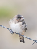 A Cliff Swallow  Hirundo Pyrrhonota  Fledgling Sitting on Barbed Wire