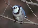 A Blue Jay  Cyanocitta Cristata  Perched on a Tree Branch