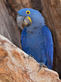 Hyacinth Macaw  Anodorhynchus Hyacinthinus