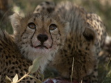 Cheetah Cubs  Acinonyx Jubatus  Eating a Gazelle in the Shade