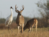 White Tailed Deer and Whooping Crane Family at Deer Feeding Place