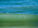 Small Fish Seen Swimming in the Crest of a Small Wave