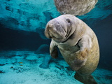Florida Manatees  Trichechus Manatus Latirostris  in Clear Water