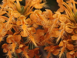 Orange Fringed Orchid Wildflowers