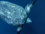 A Female Leatherback Turtle Begins a Dive in Warm Shallows