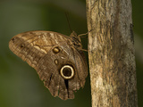 An Owl Butterfly  Caligo Species  Resting on a Tree Branch