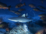 A Gray Reef Shark  Carcharhinus Amblyrhynchois  Hunting