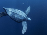 A Female Leatherback Turtle Dives Near Indonesia's Kai Islands