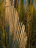 Sand Fence Among Sea Oats on a Beach Dune