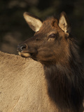 Portrait of an Elk  Cervus Canadensis