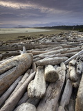 Driftwood on the Beach in Pacific Rim National Park