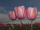 Red Tulips in a Field in Spring  North of Seattle