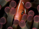 A Pink Anemonefish  Amphiprion Perideraion  Peeks Out from an Anemone