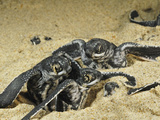 Leatherback Turtle Hatchlings Emerge from their Nest in the Sand