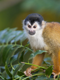A Central American Squirrel Monkey Sitting in a Tree