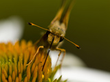 Close-Up of a Spotted Skipper Feeding on a Coneflower