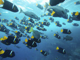 A School of King Angelfish  Holocanthus Passer