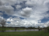 African Elephants  Loxodonta Africana  at a Watering Hole