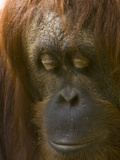 Close Up of the Face of an Orangutan  Pongo Pygmaeus