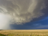 A Storm with Heavy Rain and a Hail Shaft over a Golden Field