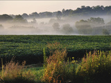 Mist Hangs over a Field of Soybeans Along Historic Maple Grove Road